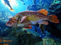 Oregon Coast Aquarium photo 6