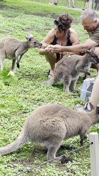Oglebay Good Zoo photo 2