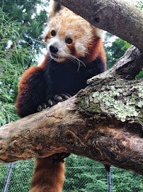Oglebay Good Zoo photo 4