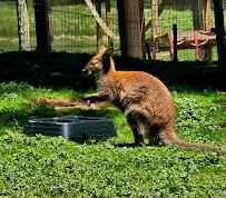 Oglebay Good Zoo photo 6