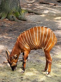 Virginia Zoo photo 6