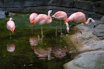 John Ball Zoo photo 4