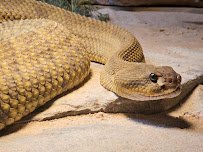 Reptile Lagoon photo 4