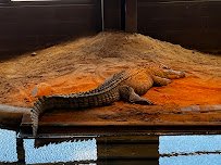 Reptile Lagoon photo 5