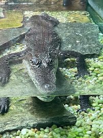 Reptile Lagoon photo 6