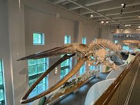 North Carolina Museum of Natural Sciences photo 3
