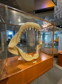 North Carolina Museum of Natural Sciences photo 4