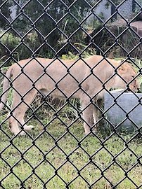 Alabama Gulf Coast Zoo photo 6
