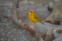 McNeil Avian Center photo 5