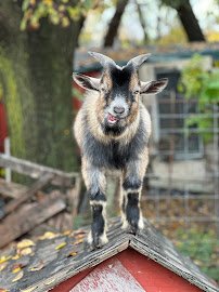 Kasota Zoo photo 2
