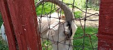 Kasota Zoo photo 3