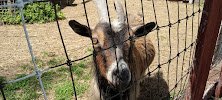 Kasota Zoo photo 4