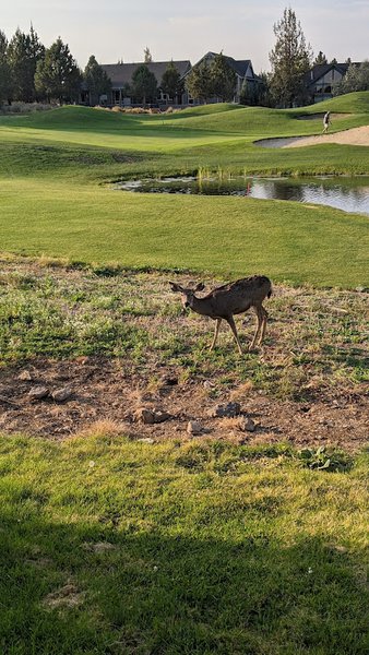 Eagle Crest Putting Course photo 4