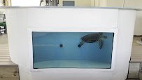 The Florida Aquarium Sea Turtle Rehabilitation Center photo 2