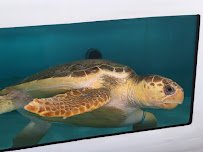 The Florida Aquarium Sea Turtle Rehabilitation Center photo 3