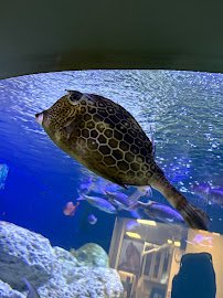 The Florida Aquarium Sea Turtle Rehabilitation Center photo 4