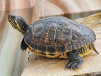 The Florida Aquarium Sea Turtle Rehabilitation Center photo 5