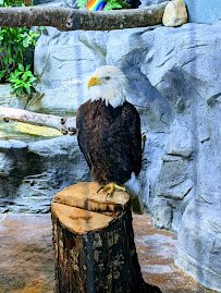 South Carolina Aquarium photo 4