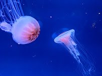 South Carolina Aquarium photo 5