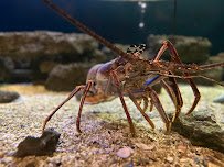 South Carolina Aquarium photo 6