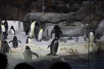 Penguin Encounter