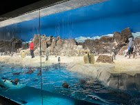 Penguin Encounter photo 3