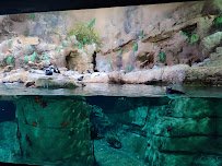 Penguin Encounter photo 4