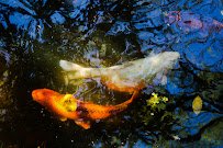 Micke Grove Zoo photo 4