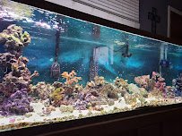 The Reef Aquarium Shop photo 5