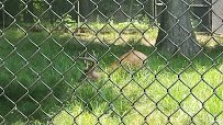 West Virginia State Wildlife Center photo 2