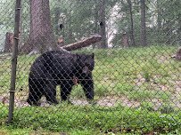 West Virginia State Wildlife Center photo 5