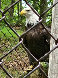 West Virginia State Wildlife Center photo 6