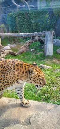 Chicago Zoological Society photo 3