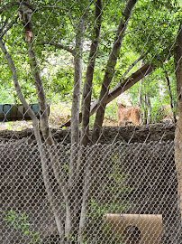 Brush Country at Fort Worth Zoo photo 6