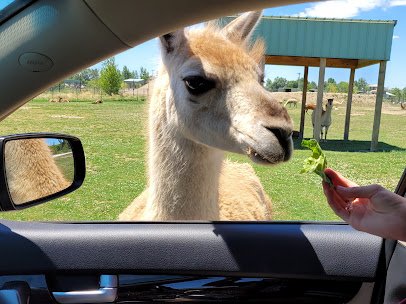African Safari Wildlife Park photo 3