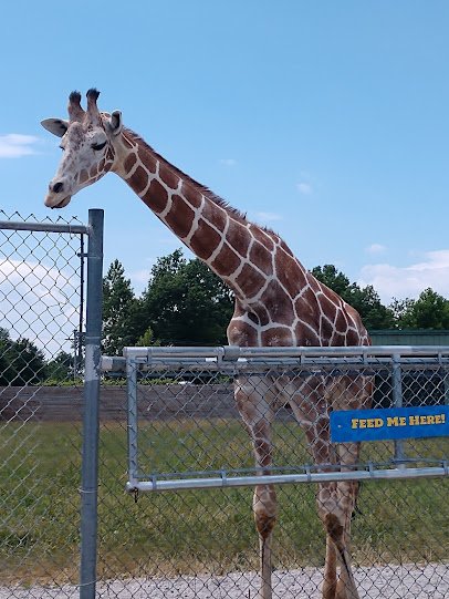 African Safari Wildlife Park photo 4