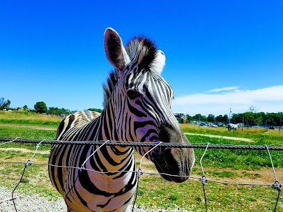 African Safari Wildlife Park photo 5
