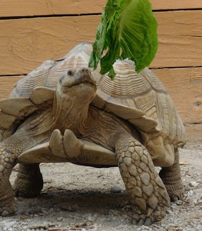 African Safari Wildlife Park photo 6