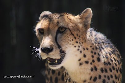 Cheetah Run