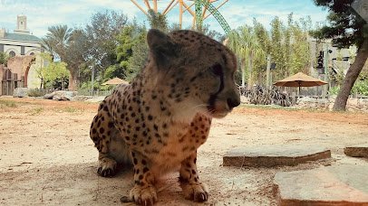 Cheetah Run photo 2