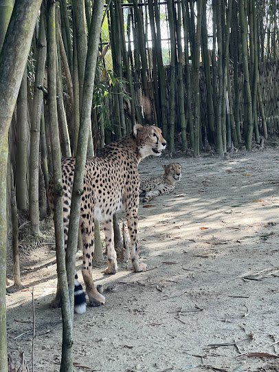 Cheetah Run photo 3