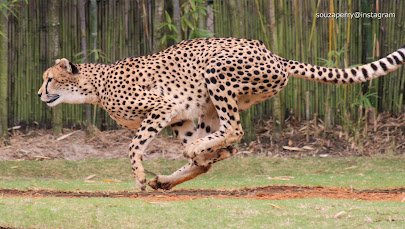 Cheetah Run photo 6