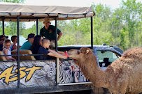 Taylor's Wilderness Safari