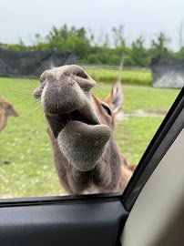 Taylor's Wilderness Safari photo 5