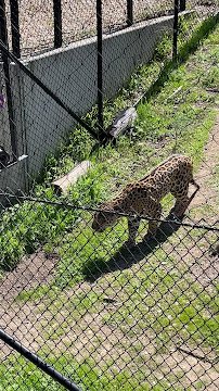 Condor and Jaguar Pavilion photo 2