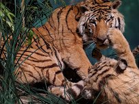 Rolling Hills Zoo photo 6