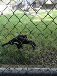 Elephant's Trunk photo 3