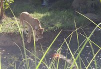 Elephant's Trunk photo 5