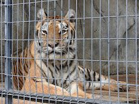 Folsom City Zoo Sanctuary photo 5