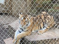 Tiger World photo 3